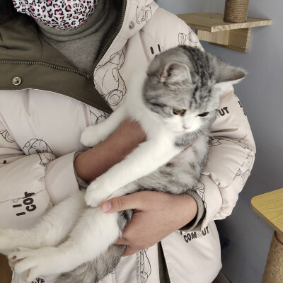 拜托谁会不喜欢可爱的小猫咪呢