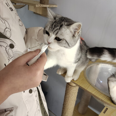 拜托谁会不喜欢可爱的小猫咪呢