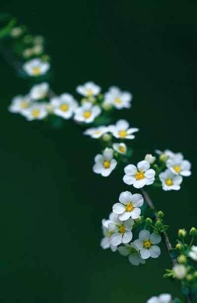 东风随春归，发我枝上花。