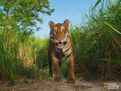 丛中虎巡
虎(Panthera tigris) 是现存最大的猫科动物，也是世界上最具魅力的巨型动物中最知名和最受欢迎的动物之一。虎还是印度、孟加拉国、马来西亚和韩国的国兽。摄影：STEVE WINTER