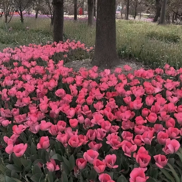 “和我一起看看这场浪漫？”
周柯宇