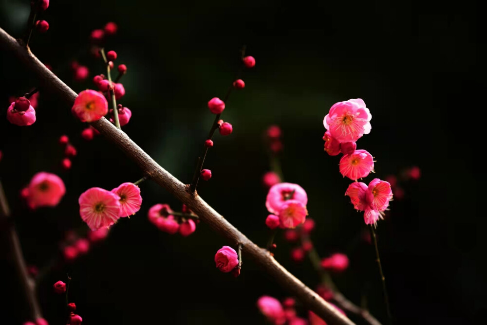 家楼下也有好景致