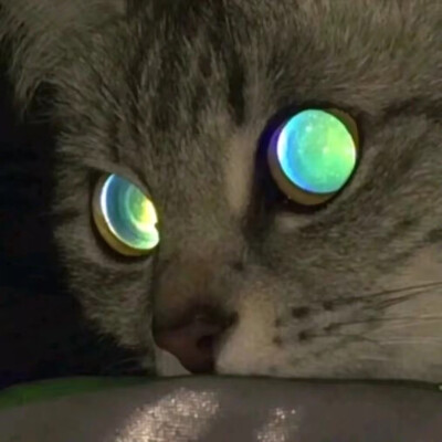 猫咪头像