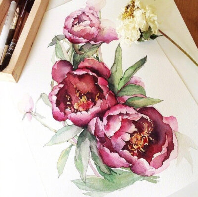 植物绘，插画师 Katya Minkina ​