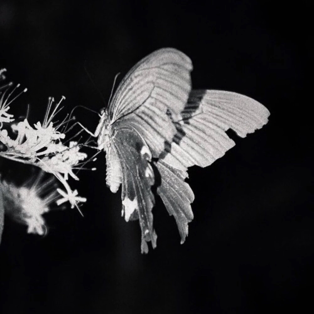 In front of the grave：永生花与（予）妳