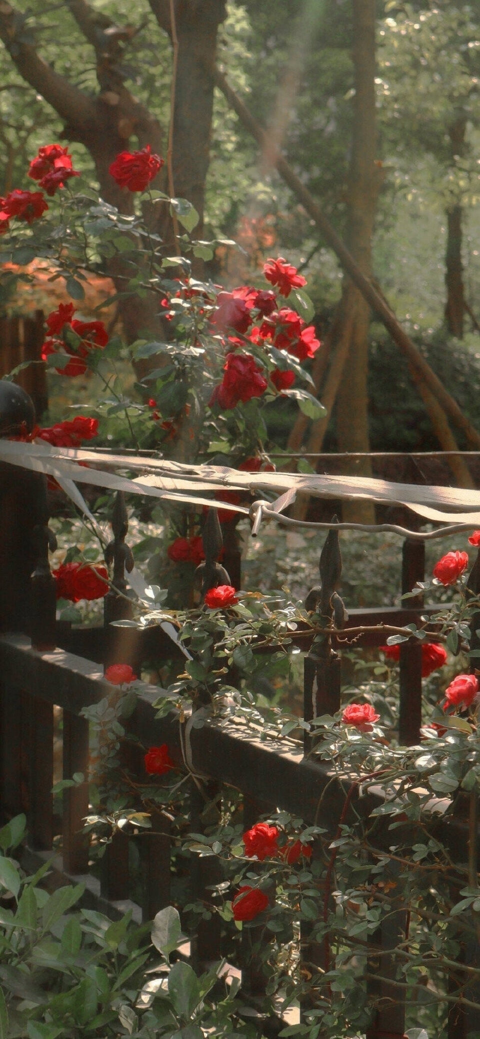 玫瑰花壁纸/背景图