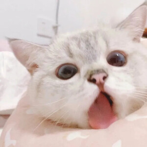 猫咪头像