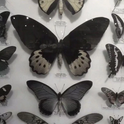 Midnight with Paul (保罗相伴午夜时)