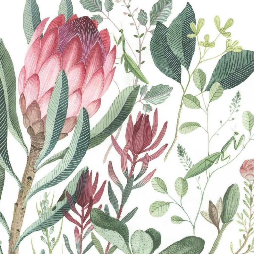 植物绘，画家 Georgina Taylor ​