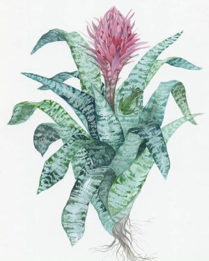 植物绘，画家 Georgina Taylor ​