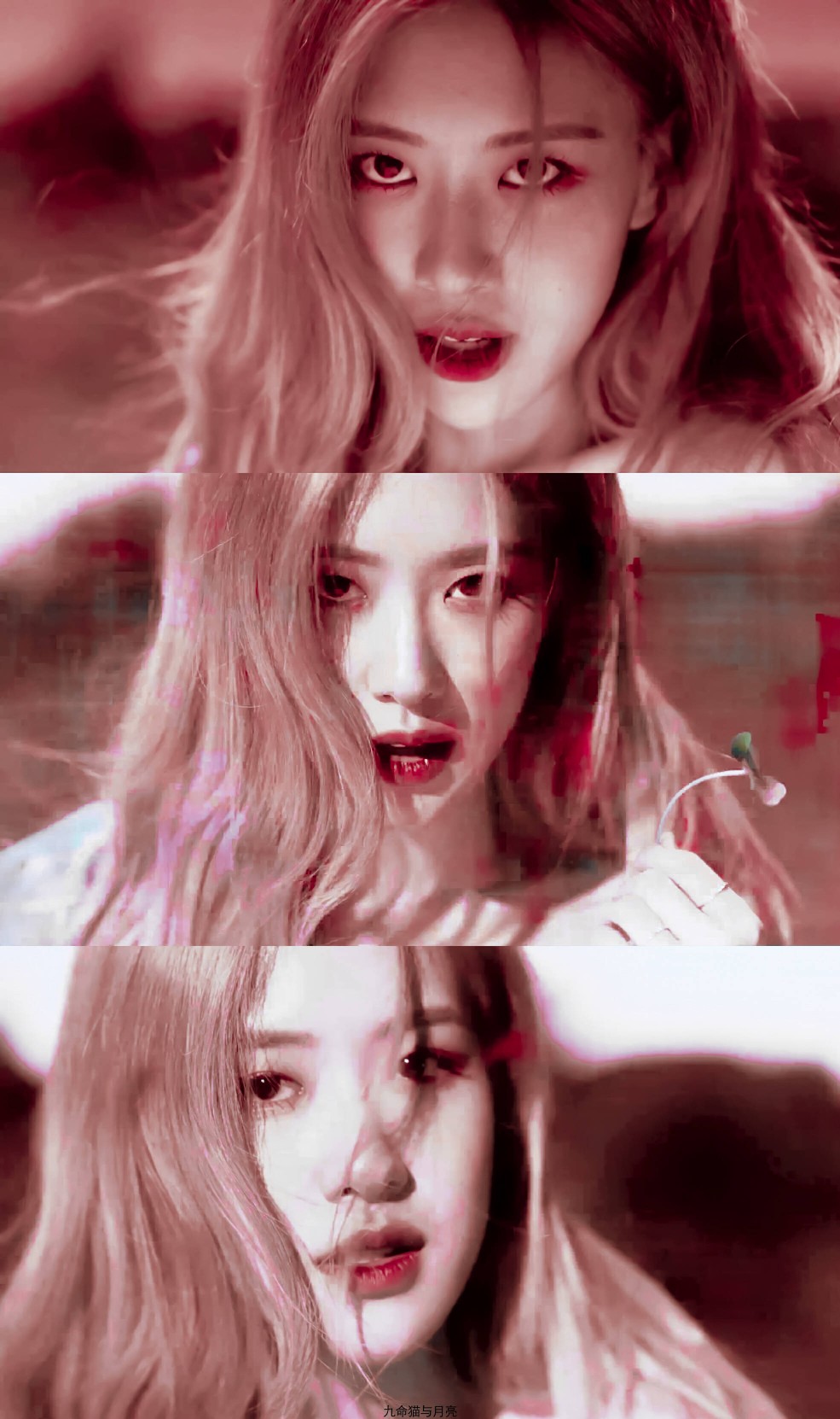roses 朴彩英 blackpink 头像 壁纸