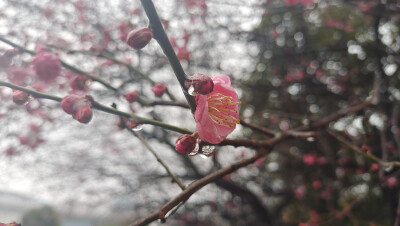 美丽吉安之赏花系列：雨中红梅 娇艳迷人