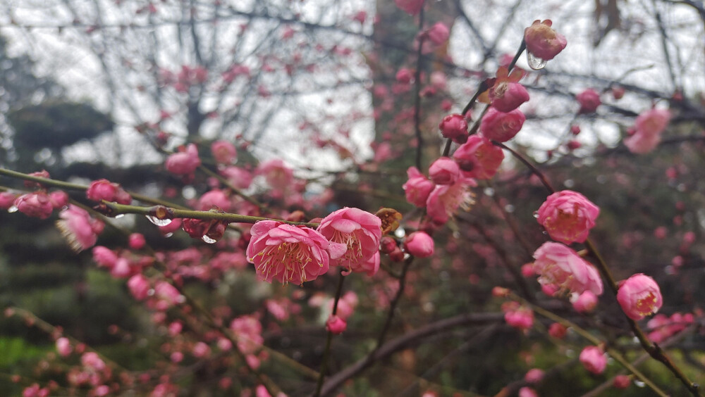 美丽吉安之赏花系列：雨中红梅 娇艳迷人