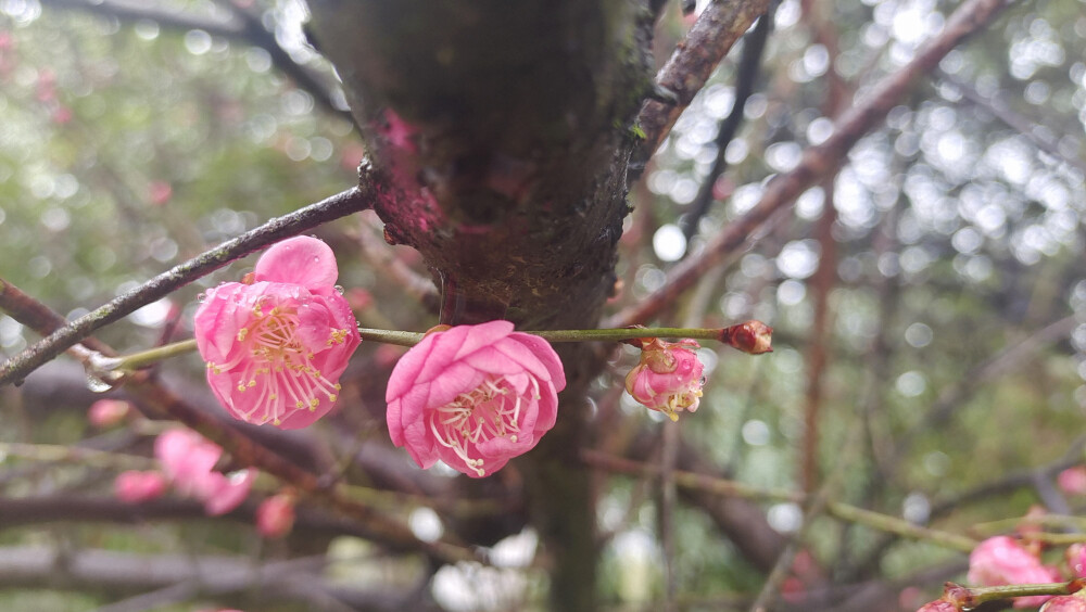 美丽吉安之赏花系列：雨中红梅 娇艳迷人