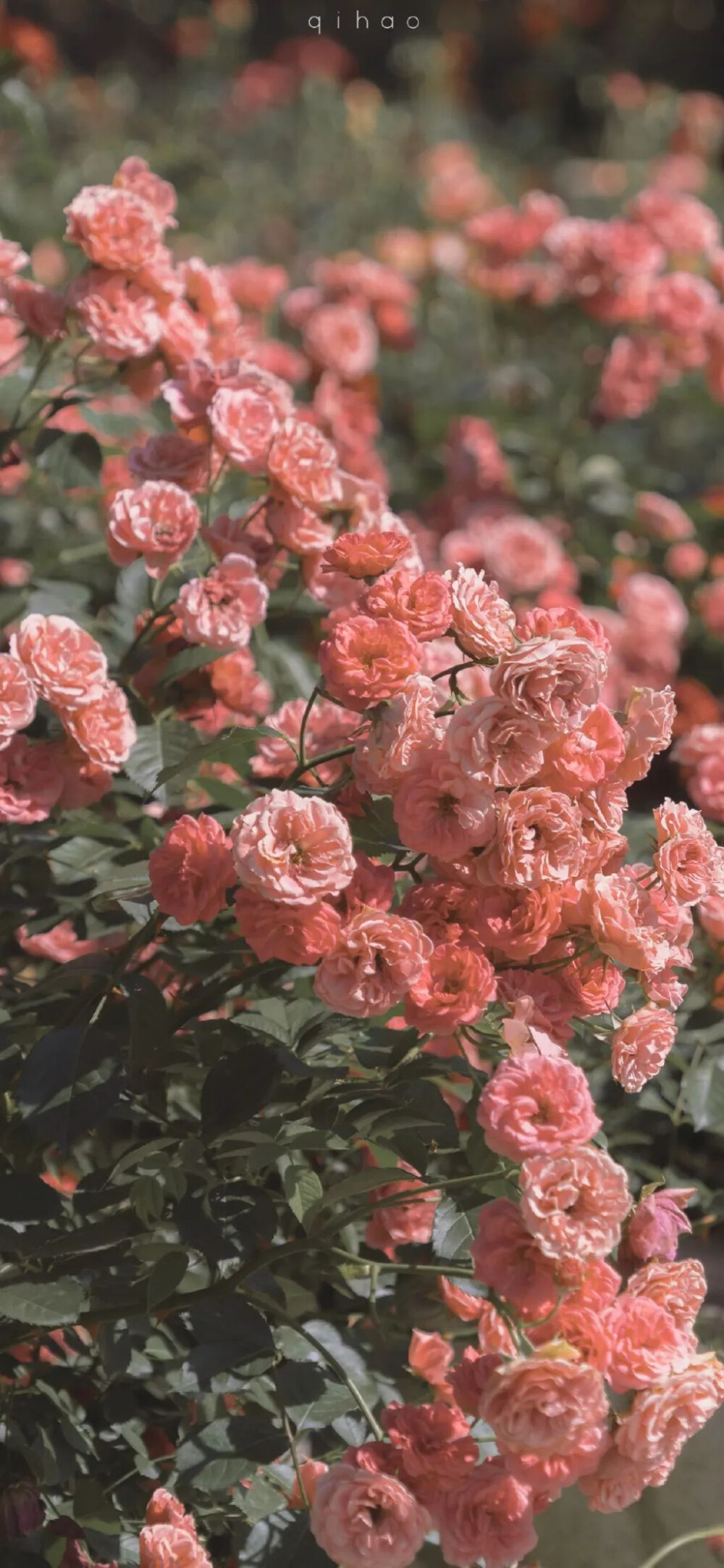 赏花是春日幸事。