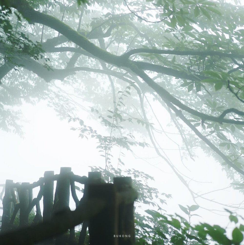  ▸ 鞠婧祎┆绿野丛林