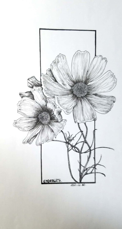 黑白手绘花花
