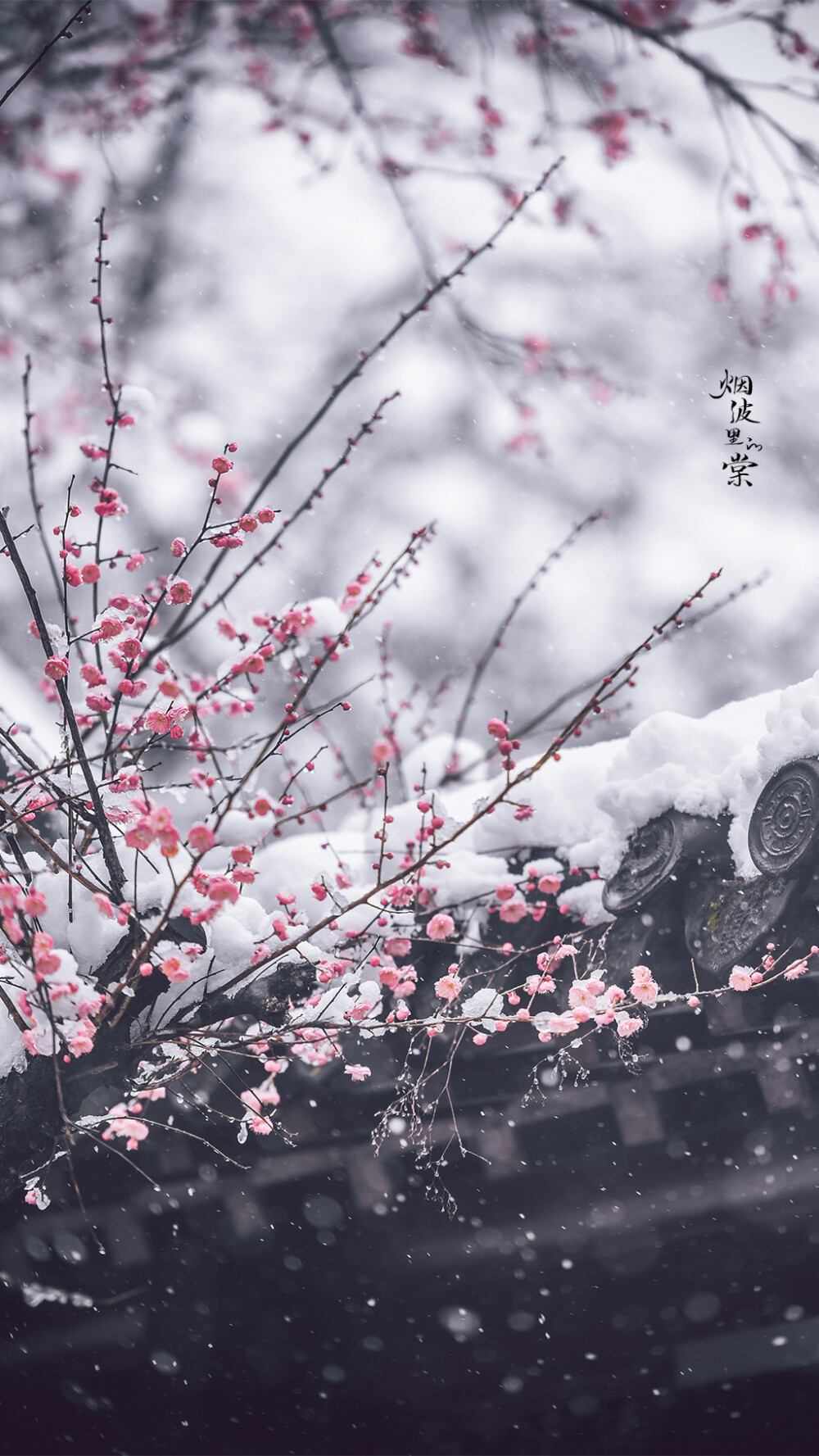 【梅岗】谁家庭院已飘雪，寒心亦落几重霜