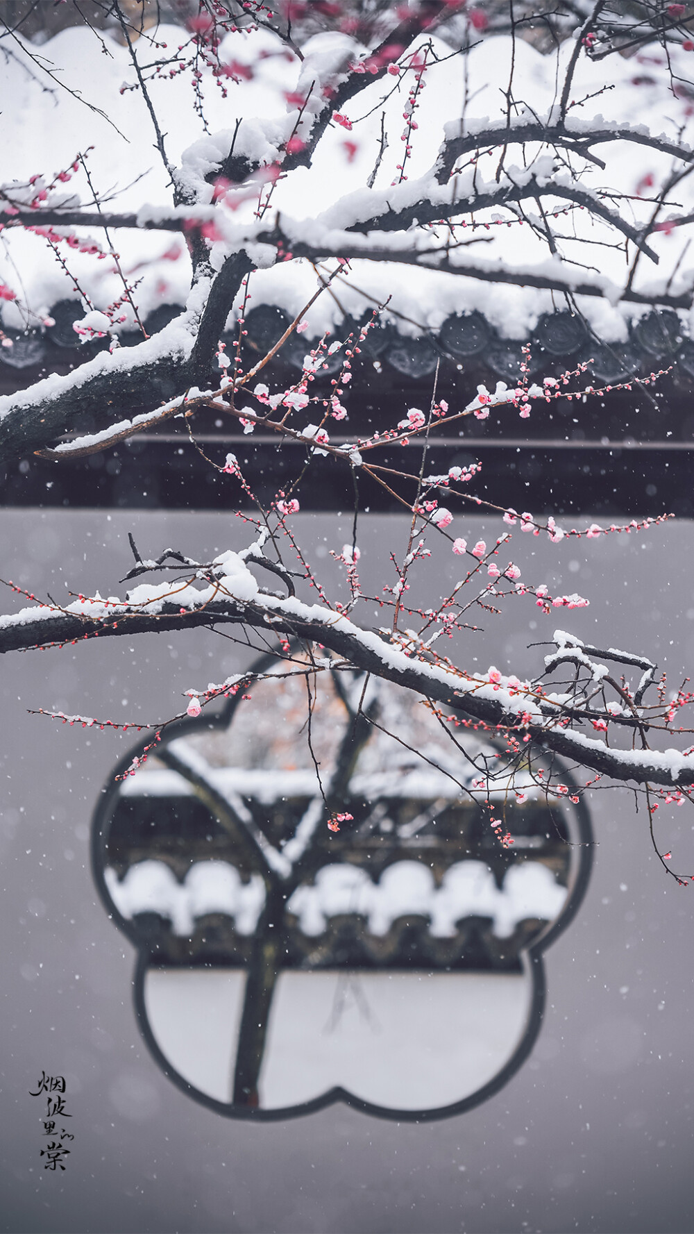 【梅岗】谁家庭院已飘雪，寒心亦落几重霜