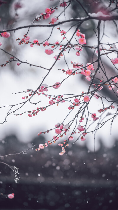 【梅岗】谁家庭院已飘雪，寒心亦落几重霜