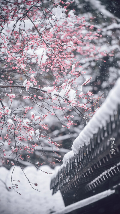 【梅岗】谁家庭院已飘雪，寒心亦落几重霜