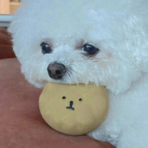 小狗