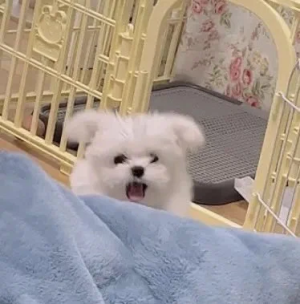 小狗