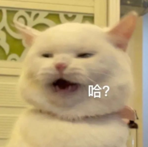 表情包
猫