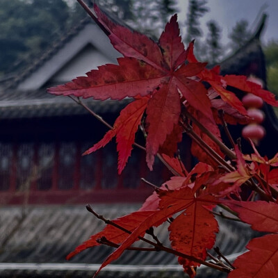 《花与牡丹亭》