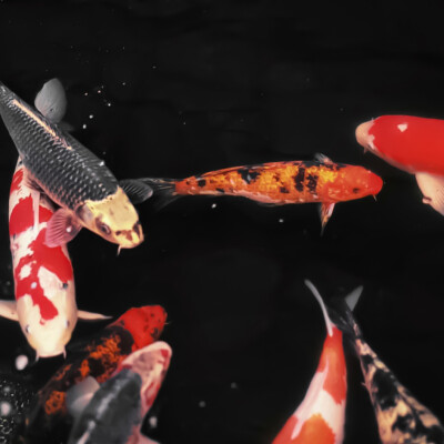 
#Master 达成契約成為你的惡犬
