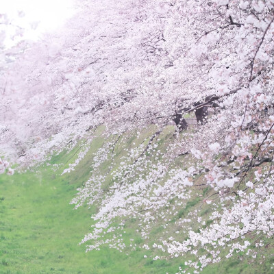 日系樱花背景图