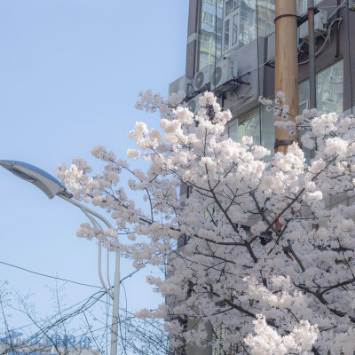 日系樱花背景图