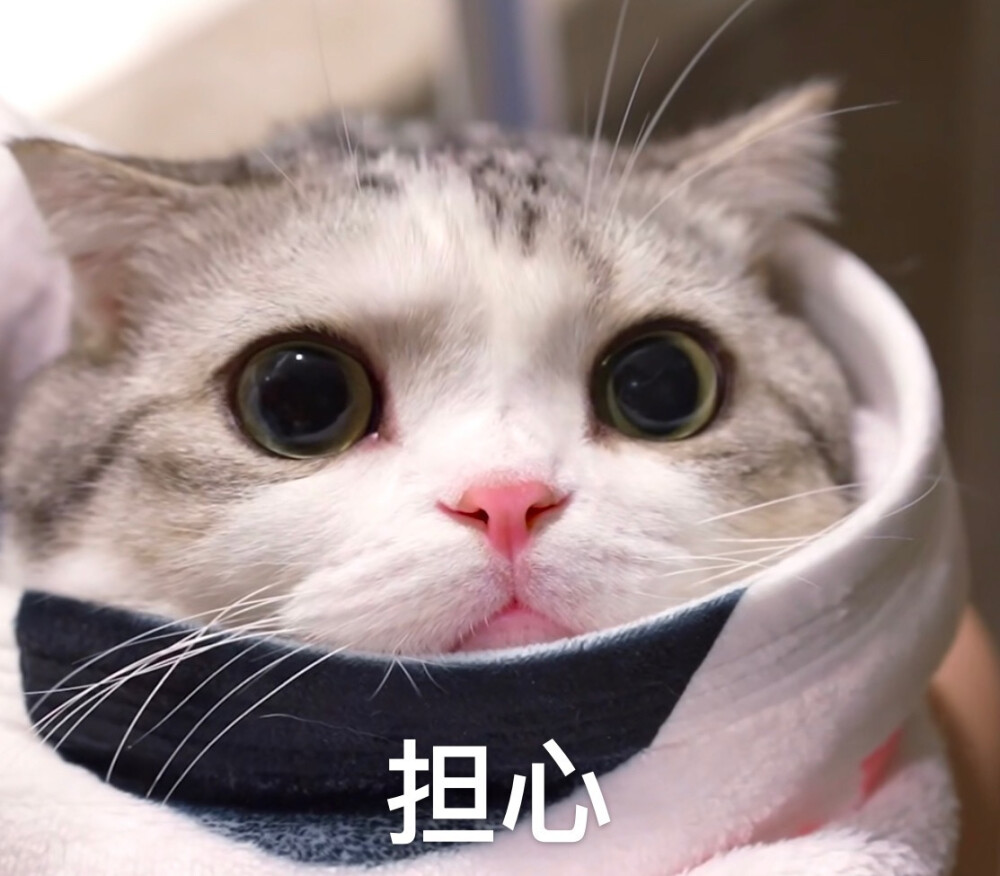 猫猫 表情包