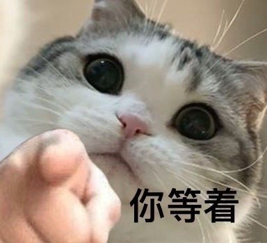 猫猫 表情包