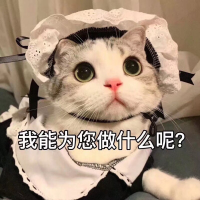 猫猫 表情包