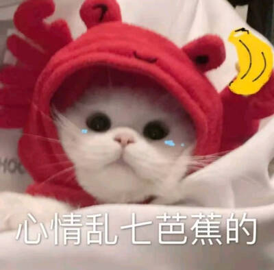 猫猫 表情包