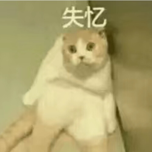 猫猫 表情包