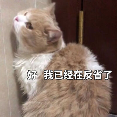 猫猫 表情包