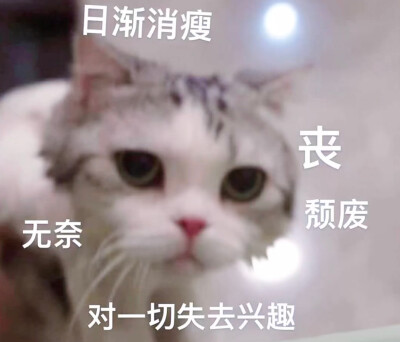 猫猫 表情包