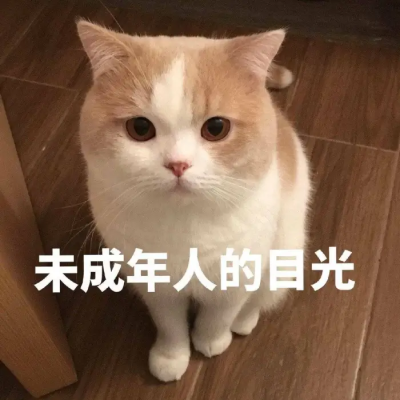 猫猫 表情包