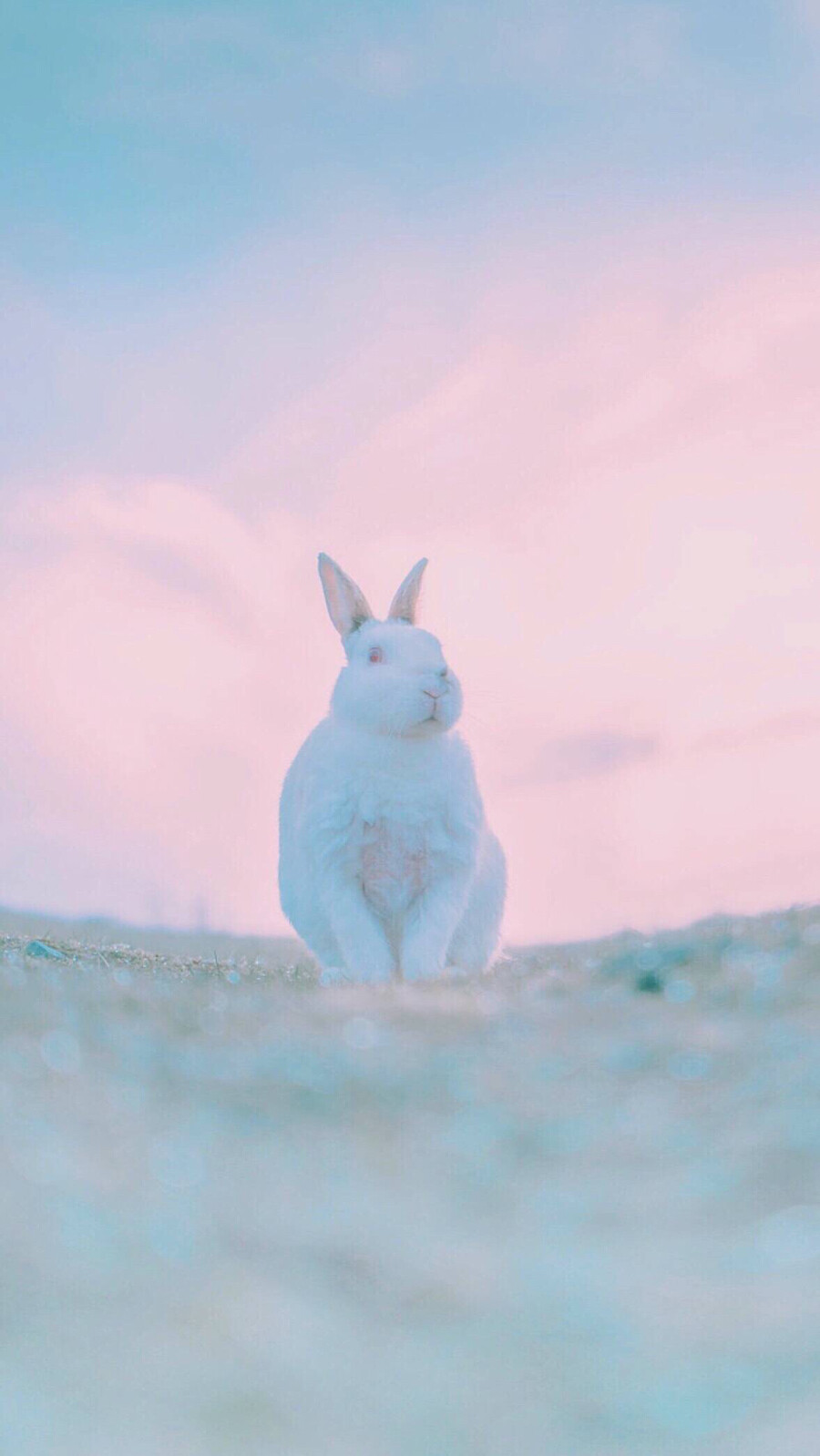 治愈系壁纸 ｜ 少女心壁纸 ｜ 拿图点赞