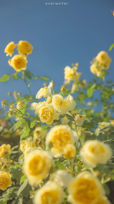 花花花花花花
侵权删