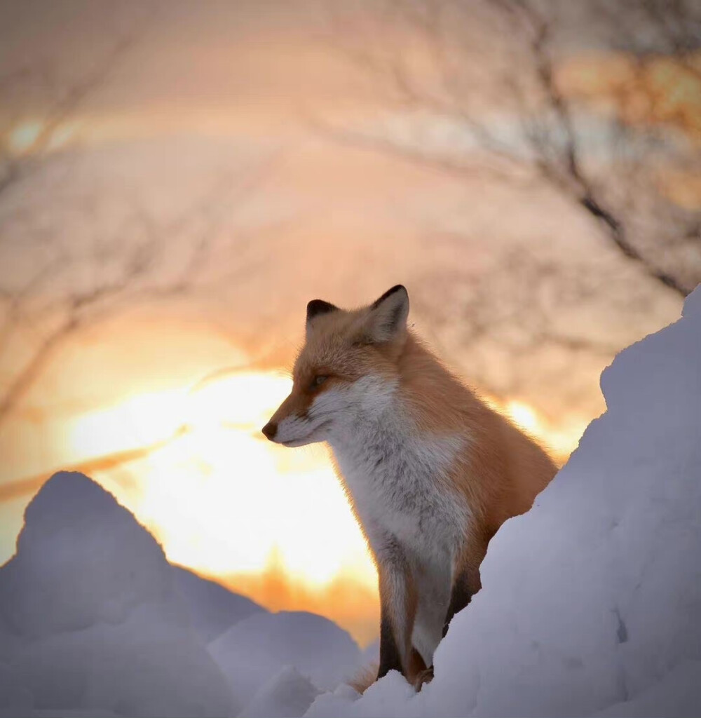 狐狸