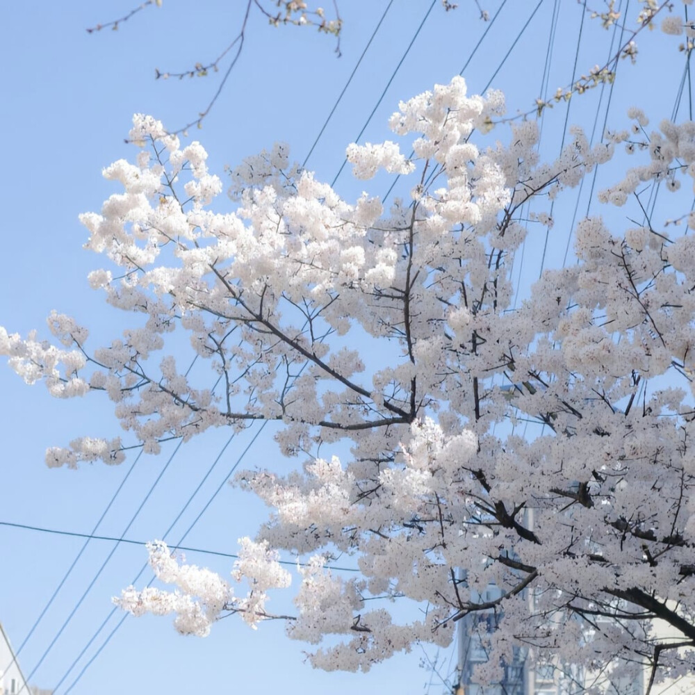 樱花背景图/の绘绘