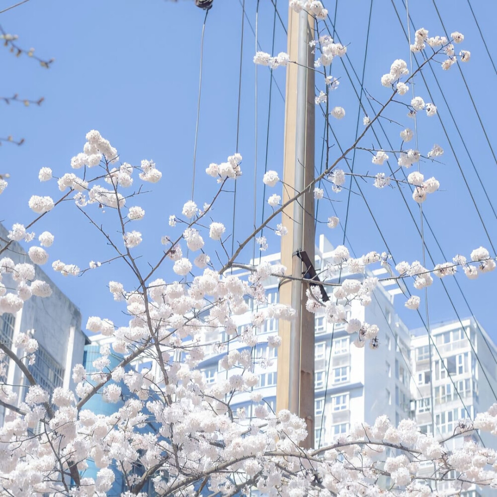 樱花背景图/の绘绘