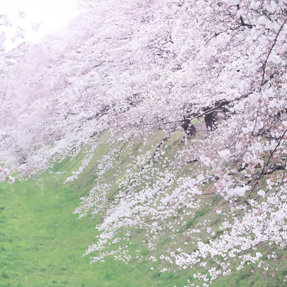 樱花背景图/の绘绘