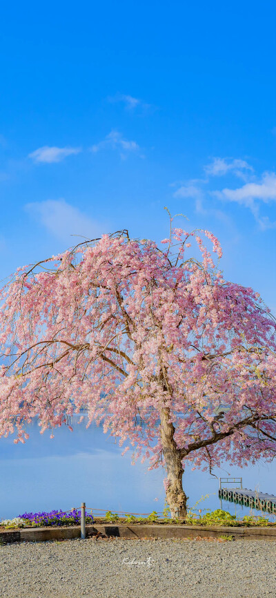 樱花