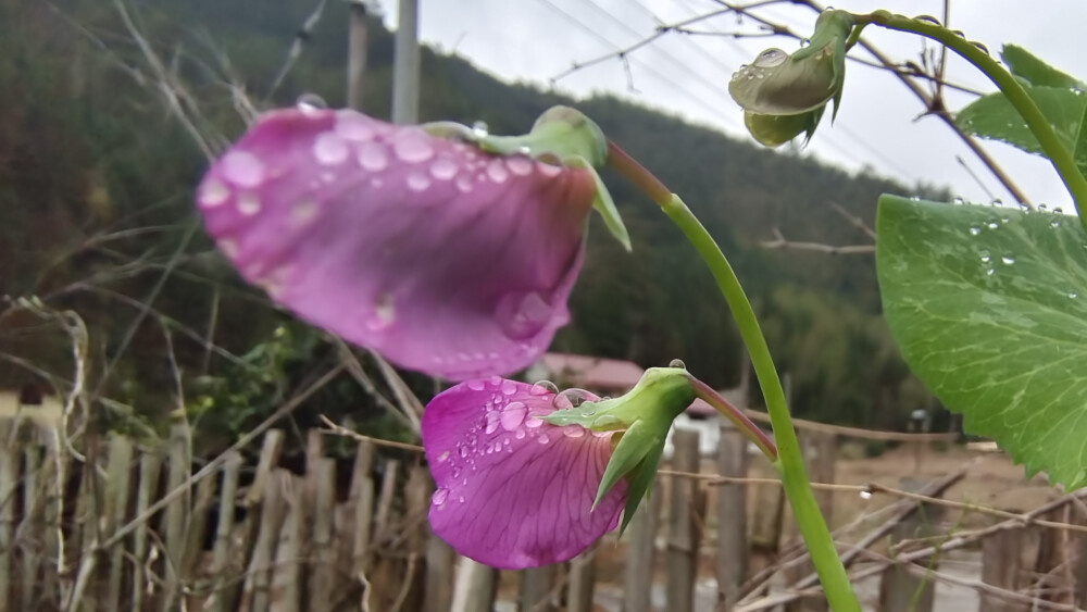 美丽吉安之赏花系列：乡村豌豆花开成风景