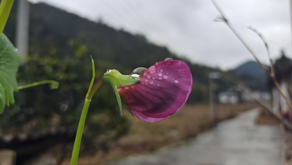 美丽吉安之赏花系列：乡村豌豆花开成风景