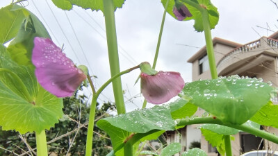 美丽吉安之赏花系列：乡村豌豆花开成风景